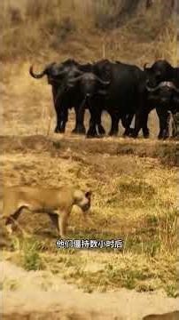 A large pride of lions hunts buffalo, but the buffalo fiercely protect them; the united buffalo a...