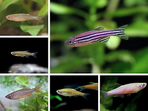 12 Most Popular Types of Danios