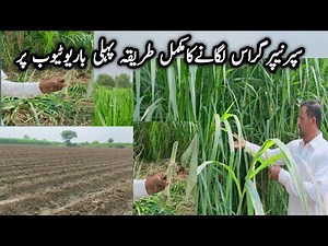 Super Napier Grass Growing Complete Process||Super Napier Grass Seed||Super Napier Grass Farming