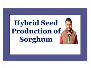 Hybrid seed production of Sorghum By Dr S S Bornare
