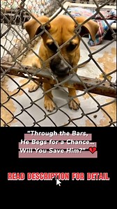 "WILL YOU BE THE ONE TO SET ME FREE?" This sweet little Shepherd mix puppy was picked up and placed in a cold, unforgiving kennel. His tiny paws rest on the hard concrete, his big brown eyes filled with confusion and fear. He doesn’t understand why he’s behind bars—he just wants love. Since February 21st, 2025, he’s been waiting, watching others walk past his cage. No one has come for him. Now, his time is running out. On February 28th, he will be at risk. If no one steps up, he may never get th