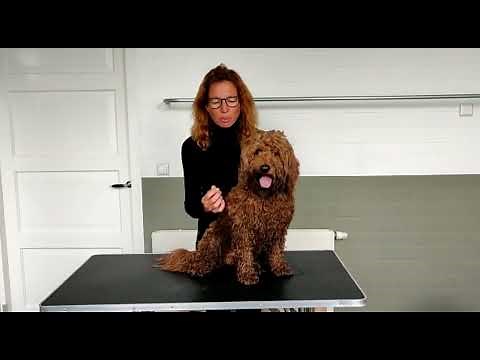 How to groom your Labradoodle | Labradoodles Playground
