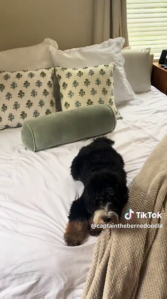 #bernedoodle #bernedoodlepuppy #bernedoodlesoftiktok #minibernedoodle #minibernedoodlepuppy #puppytiktok #puppy #dogsoftiktok #zoomies #puppyzoomies