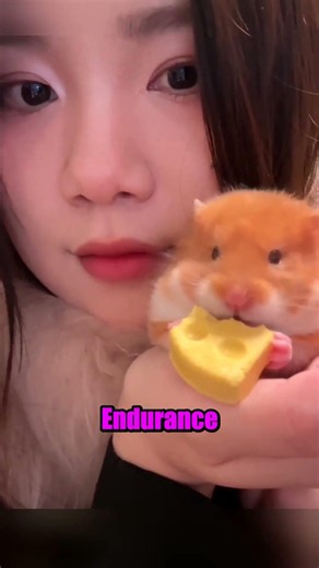 Dwarf Hamster's Perseverance Paid Off 💪