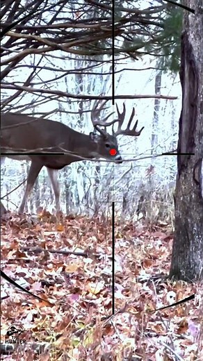 Red Stag Stalking 🫎