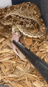 I took Scout, my Sonoran gopher snake, out for some fresh air and sunshine today! Later, he got a well-deserved treat: a pinky mouse