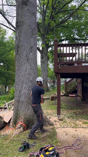 Between the retaining wall and deck! #climberchrisg #felling #big #oak #tree #climberlife #treeguy #treelif | Hogshead