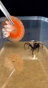 A black widow spider comes close to a jellyfish in an unexpected setting. Slow movement and natural curiosity create a brief wildlife moment. No graphic content, natural instincts, brief wildlife moment.#BlackWidowVsJellyfish #WildlifeReelsUSA #ViralShorts #NatureInstincts #AnimalEncounters #OceanLife #ReelsTrending #ShortsFeed | SpiderVerse Wild