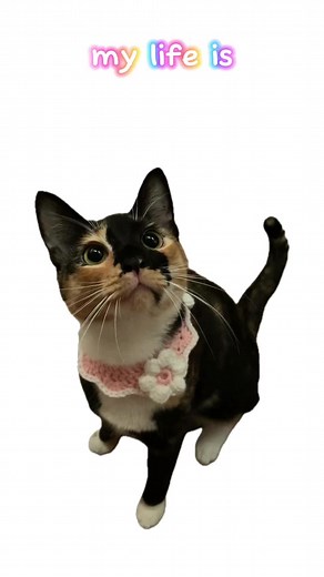 Biscuit's Joyful Adventures and Life Reflections