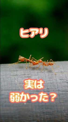 ヒアリ最強伝説のウソ｜実は日本のアリにボコられてます