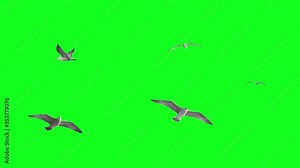 Stabilized flying birds on green screen. Ready to be animated as you wish.