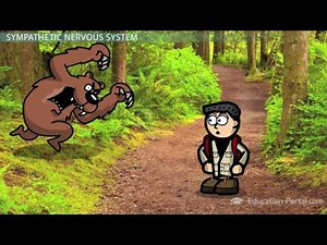 Sympathetic and Parasympathetic Nervous Systems