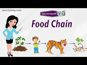 What is a Food Chain | Food Chain for Kids | Habitat, Producers, Consumers, Decomposers | Science