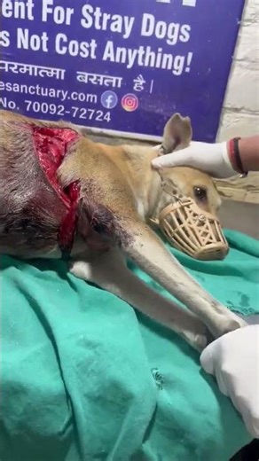 GRAPHIC: Man BRUTALLY Slashes Innocent Pup With A Sword [STORY BELOW]