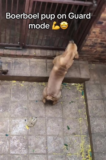 Boerboel puppy already showing his guard instinct😂❤️ If his bark sounds like this and he is still a baby imagine when he is a adult and fully grown🙆‍♂️😂🔥🔥🔥🔥