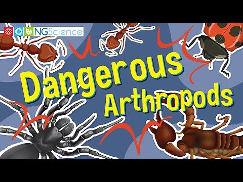Dangerous Arthropods