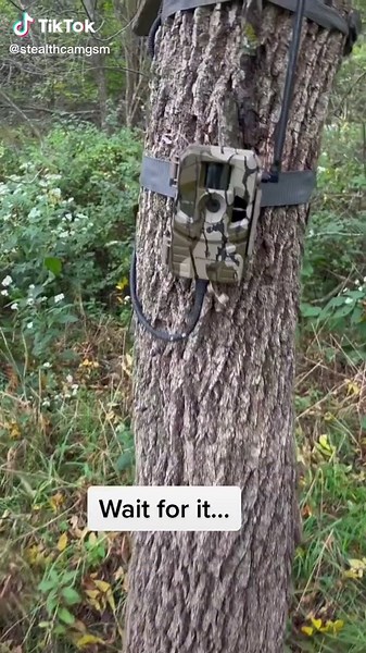 #stealthcam #trailcamera