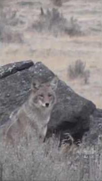 FoxPro Called This Big Coyote RIGHT Into My Lap 😳🐺 #hunting #foxpro #wildlife