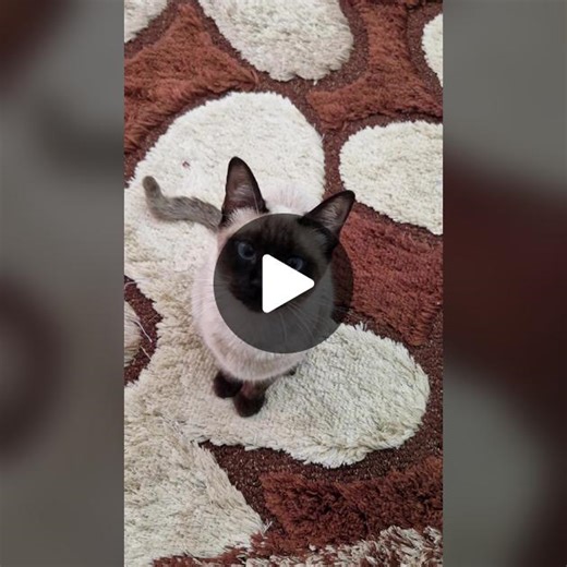 Teaching Cats Their Names: Tips and Tricks