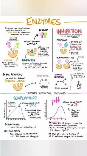 Enzymes biology and physiology