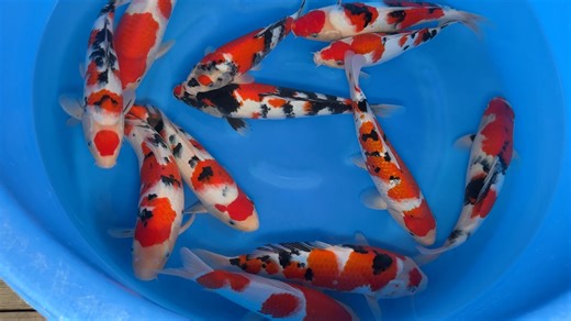 1.1K views · 42 reactions | OOYA KOI FARM - WYSIWYG HQ TOSAI FEMALE...