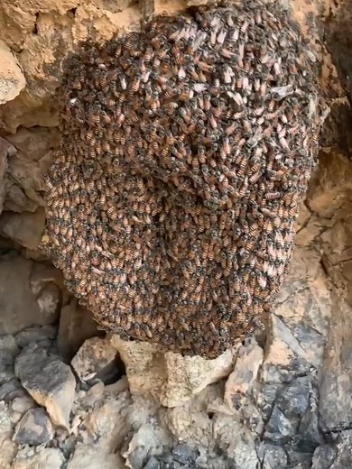 71K views · 1.7K reactions | Locating and Harvesting Honey Safely #beehivelife #beehivetrail #beehives #beehivehair bees #beehive #beehivestate # | Beehive USA | Facebook