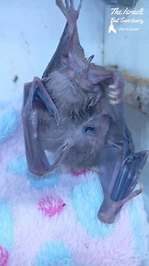 24K views · 2.5K reactions | Baby bat Chappy is trying to groom and brush his beautiful fur #bat #animals #babybat #wildlife #rescue #cute #fostercare #skypuppy #stellaluna #skypuppy #animalsanctuary #grooming #brush #furbaby #puppy #batsofinstagram | The Israeli Bat Sanctuary | Facebook