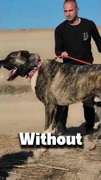 Two Legendary Protectors Only One Comes Out On Top