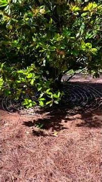 Treating 40-Foot Magnolias After Transplant #nature