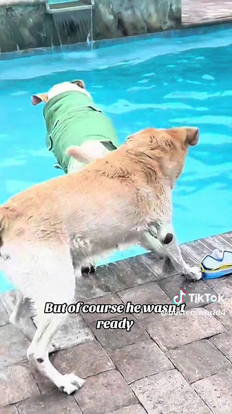 Hilarious Dog Pool Adventure: Buster's Unforgettable Swim!
