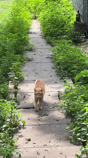 Me catwalk? #cat #kitten #catwalk #trending #meow