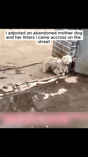 Adopting an Abandoned Mother Dog and Her Puppies