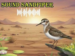 SOUND SANDPIPER 🔊 What does a sandpiper sound