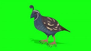 Cartoon Quail Idle Shadow Animation Video Stock Footage Video (100% Royalty-free) 1106991981 | Shutterstock
