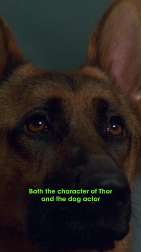 31 Days of Horror: Were-Creature edition. Day 9 is Bad Moon (1996). It’s like Dennis the Menace or The Little Vampire with a dog, but with true to life gore effects. #31daysofhorror #werewolf #90sHorror #BadMoon