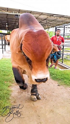 These bulls belongs to the American Brahman breed. American Brahman is a breed of beef cattle that was developed in the USA during late 19th century by crossbreeding cattle of Indian origin. Indian breeds like Ongole, Kankrej, Gir and Krishna Valley were mainly used to develop the Brahman breed. Brazil were the first country in the American continents to import these breeds. Later USA imported them from Brazil and some directly from India. Brahman has a high tolerance of heat, sunlight and humid