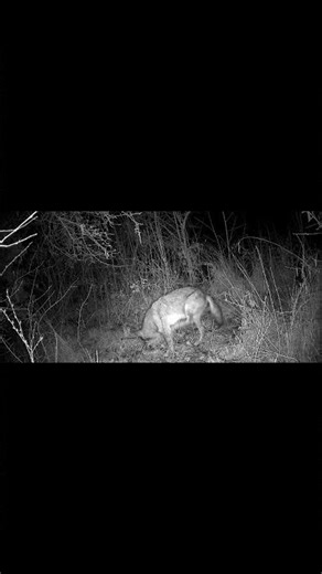 Wolf scratching naturally in the Italian Apennines 🐺