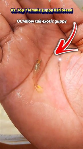 Top 9 female guppy breed #ytviral #fishshorts #guppyfish #shortsfeed