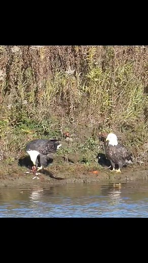15K views · 262 reactions | Vintage road grader. We put it to use on our driveway up the hill. | Strawberry Hill Farm NB | Facebook
