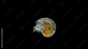 Larva of a sea snail different types under the microscope, called Veliger, class Bivalvia, type Mollusca, shows the ciliary velum, with which it floats in water among plankton Barents Sea