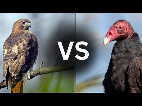 Learn to Identify HAWK vs VULTURE in 4 Minutes
