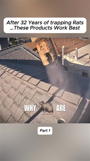 Effective Rat Removal Products After 32 Years