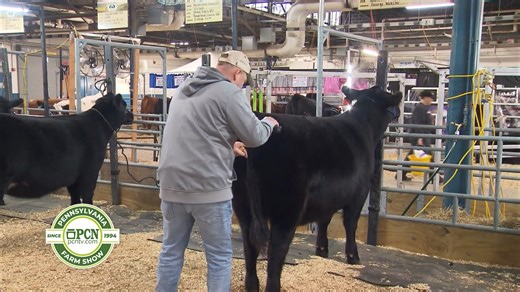 2.1K views · 64 reactions | The Pennsylvania Farm Show is happening now. For more information, please visit pcntv.com/farm-show/. | Pennsylvania Cable Network | Facebook