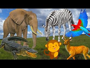 Learn about zoo animals, their habitats and food - Part 2