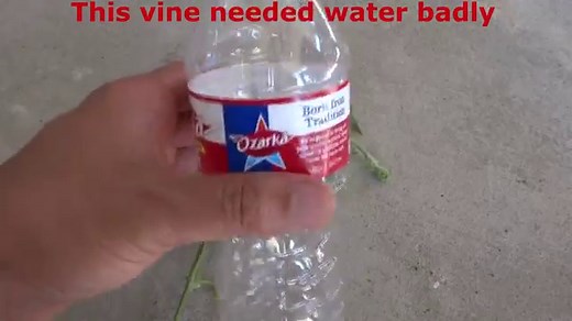 How to Propagate Watermelon and 8 Weeks Update