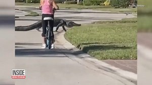 228K views · 3.4K reactions | A massive alligator holds up traffic as it crosses the road in a gated Florida community. A woman on a bike had to stop pedaling to let it pass in front of her. | Inside Edition | Facebook
