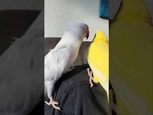 A true Chatterbox that makes the cutest noises & adores babies.