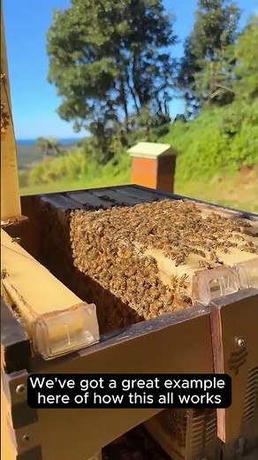 ‘Won’t this invention squash baby bees?' - Cedar explains