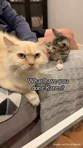 82K views · 5.9K reactions | Happy gotcha day Harry! | Poppet and the Wolf Pack | Facebook