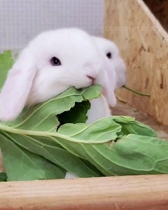 2.4K views · 199 reactions | What has everybun been eating during the quarantine? Our nice friend has been letting us eat the kale from their garden.珞 | Blue Clover Rabbitry | Facebook